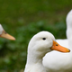 Three white ducks in grass